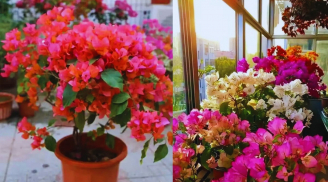 Cây hoa giấy 'lười' ra hoa, làm 5 cách này sẽ nở bung rực rỡ, hoa nhiều hơn lá