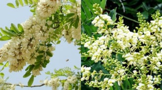 Tổ tiên dặn trồng cây hoa hòe đúng vị trí gia đình khỏe mạnh giàu có, trồng sai thì họa lớn? Vì sao?