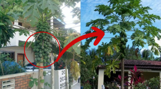 Cây đu đủ được xem là linh vật chiêu tài: Vị trí tốt nhất trồng cây đu đủ hút lộc là đây