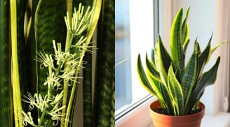 Mẹo hay giúp cây lưỡi hổ ra hoa nhanh, gia chủ phát tài phát lộc quanh năm