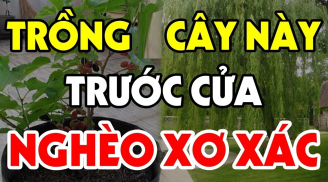 Trước cửa trồng cây âm, tiền kiếm nhiều cũng mất sạch, cây âm là cây nào?