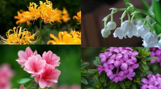 10 loại cây hoa đẹp rực rỡ mê hoặc nhưng có độc nguy hại, trồng trước nhà cẩn thận tổn hại phong thủy