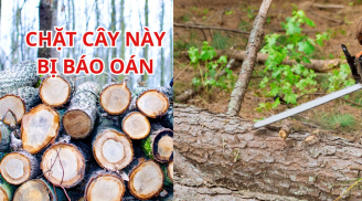 Tổ tiên dặn: Được cho tiền cũng đừng tự ý chặt 5 cây này, con cháu được hưởng phước, gia đình bình an