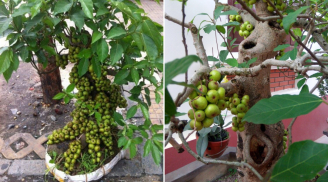 Trồng cây Sung trong nhà cầu tài lộc, không trồng bừa bãi: 4 tuổi này trồng cây Sung là tốt nhất