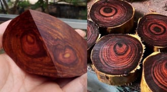 Việt Nam có loại gỗ quý như 'vàng lộ thiên', cứng như kim cương, khiến giới nhà giàu 'mê mệt'