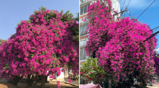 Cây hoa giấy chiêu tài đón lộc, trồng đúng 4 vị trí này trong nhà để hút tiền tài