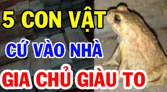 5 con vật vào nhà mang theo Tài Lộc: Bước vào nhà nào nhà đó giàu có, đó là con gì?