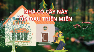 Người xưa dặn: 5 cây ác trước nhà Chặn Cửa Thần Tài, Hút Vận Xui, cây càng xanh tốt, người càng hao kiệt