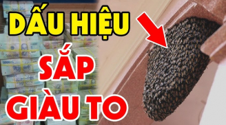 5 con vật vào nhà Điềm Lành Trúng Số: Gia chủ sắp giàu to
