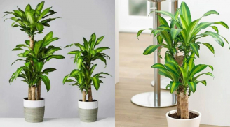 Trồng cây Thiết Mộc Lan thu hút tài lộc nhưng rất kỵ với người này, cẩn trọng để không rước xui xẻo