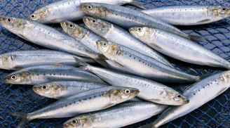 5 loại cá béo giàu omega-3 giúp giảm mỡ nội tạng, ăn đều đặn tốt cho tim mạch và vóc dáng