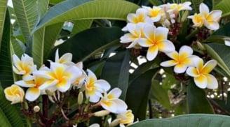 Cẩn thận với 5 loài hoa đẹp nhưng trồng trước nhà dễ rước họa: Tiền bạc thất thoát, bệnh tật kéo dài!