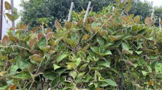 Loại rau dại từng mọc bờ bụi, ăn với thịt chó: Giờ thành đặc sản 50.000đ/kg, muốn mua phải đặt trước