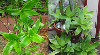 Cây lược vàng: Dễ trồng, vừa làm cảnh vừa là vị thuốc quý thanh lọc giải độc và làm đẹp da