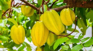 Người 2 mệnh này trồng cây khế là rước Thần Tài vào nhà, làm đâu thắng đó
