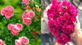 5 loại hoa nên trồng trước cửa nhà để đón lộc