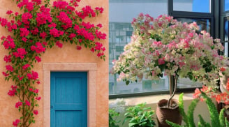 Bây giờ là 'thời điểm vàng' chăm sóc đúng cách để cây hoa giấy nở đúng dịp Tết âm lịch Bính Ngọ 2026