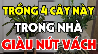 4 loại cây trồng trước nhà nào nhà đó đổi vận: Nghèo mấy cũng hóa giàu có viên mãn