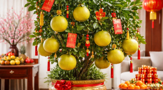 Ý nghĩa phong thuỷ của cây bưởi ngày Tết: Vì sao nhiều nhà giàu thích chưng cây bưởi?