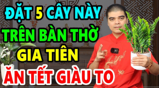 5 loại cây trồng trên trong nhà hút tài lộc giàu có trọn đời