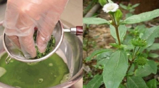 Đem loại cỏ này nấu nước gội đầu, giúp giảm rụng tóc, kích thích mọc tóc: Ở Việt Nam mọc dại khắp nơi