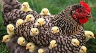 Sau 1/5: 3 tuổi mở chu kỳ mới nhưng tiểu nhân rình rập, càng chủ quan càng dễ vấp