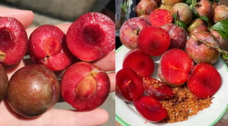 Một ngày nên ăn bao nhiêu quả mận để không bị nóng trong?