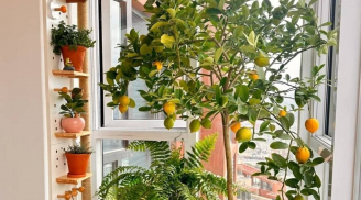 5 loại cây phong thủy được giới nhà giàu trồng ở ban công để tránh thất thoát tiền của