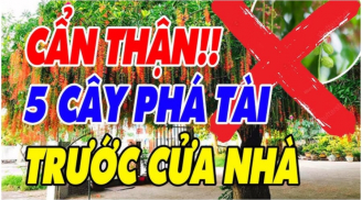 5 loại cây âm sát khi cao: Cây càng xanh người càng lao đao