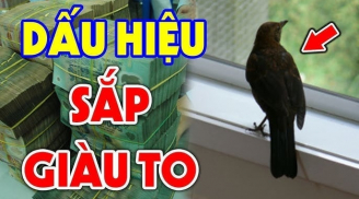 3 cpn vật vào nhà Thần Tài ghé thăm: Đừng dại đuổi chúng đi nhé