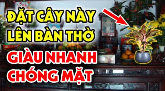 4 loại cây đặt trong nhà sinh phúc khí: Cây càng xanh người càng giàu có
