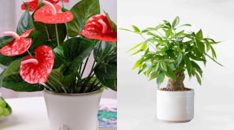 10 loại cây phong thủy được ví như “máy hút tài lộc”, càng xanh tốt càng giúp gia chủ vượng vận