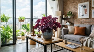 4 cây cảnh đẹp hơn trầu bà, dễ chăm sóc, giúp không gian sống sang và thư thái hơn