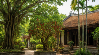 Người xưa dặn: 3 loại cây trong nhà đừng tự ý chặt, nhiều người chặt nhầm dễ “đứt” tài lộc