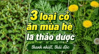3 loại cỏ ăn mùa hè là thảo dược thanh nhiệt, thải độc