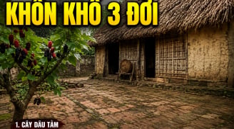 6 loại cây mọc trong sân 3 đời khốn khổ chưa hết