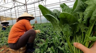 Loại rau nhiều sắt hơn thịt bò, là 'vũ khí' ngừa ung thư