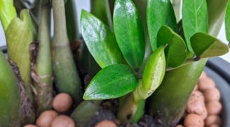 Nhà giàu thích nhất trồng 5 cây này trước cửa: Nhà bạn có chưa?