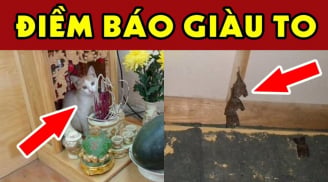 4 con vật vào nhà mang tới may mắn giàu có cho Shbet111 slot, casino, thể thao, xổ số bạn: Đừng dại đuổi đi