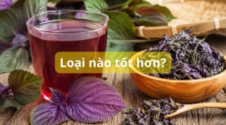 Uống nước lá tía tô tươi hay khô sẽ tốt hơn?