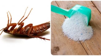 Cách đuổi gián chạy nhanh ra khỏi nhà không cần dùng hóa chất