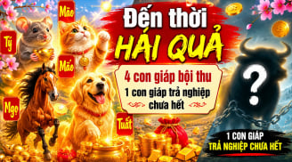 Dự báo 4 Shbet888.com nhà cái uy tín Đến Thời Hái Quả, 1 tuổi trả nghiệp chưa hết