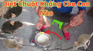 8 cách đuổi chuột ra khỏi nhà vĩnh viễn, đơn giản lại rẻ tiền, sạch bóng không còn con nào