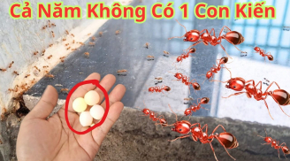 9 cách đuổi kiến khỏi nhà vĩnh viễn, cực dễ làm, rẻ tiền lại vô cùng hiệu quả