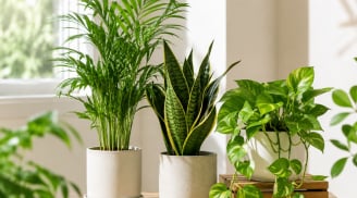 3 loại cây cảnh dễ trồng giúp mùa hè mát hơn, vừa đẹp nhà vừa cải thiện không khí