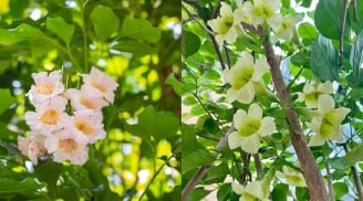 Hiện tượng cây hạnh phúc nở hoa mang ý nghĩa gì? 5 điều gia chủ nên biết khi trồng loại cây này