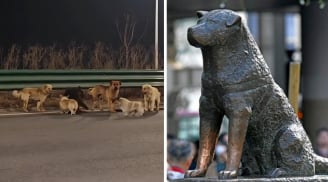Hachiko đợi chủ suốt 9 năm và đàn chó trung thành vượt 17km trở về nhà