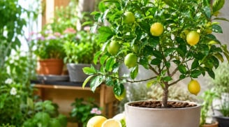 Trồng cây chanh trong nhà: Những lợi ích bất ngờ không phải ai cũng biết