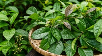 Lá xạ đen  tốt nhưng không phải ai cũng nên dùng, những lưu ý cần biết tránh tác dụng phụ