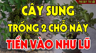 Trồng cây Sung trước cửa nhà có tốt theo phong thủy không?